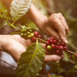 arabica coffee berries with agriculturist handsRobusta and arabica coffee berries with agriculturist hands, Gia Lai, Vietnam